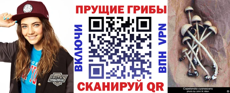 Галлюциногенные грибы мицелий  Купить где  Заводоуковск 